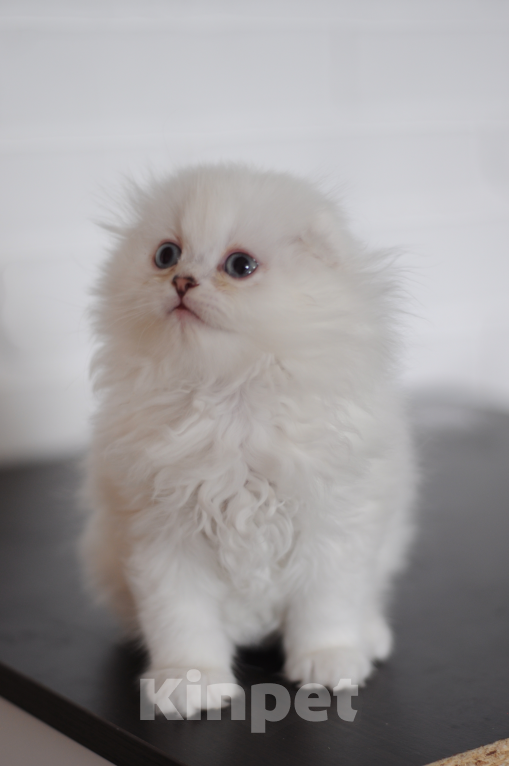 Кошки в Бахчисарае: Шотландский вислоухий длинношерстный котик Мальчик, 55 000 руб. - фото 2