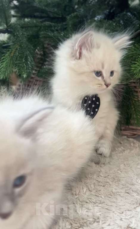 Кошки в Москве: Самые ласковые котята Рэгдолл  Мальчик, 28 000 руб. - фото 1