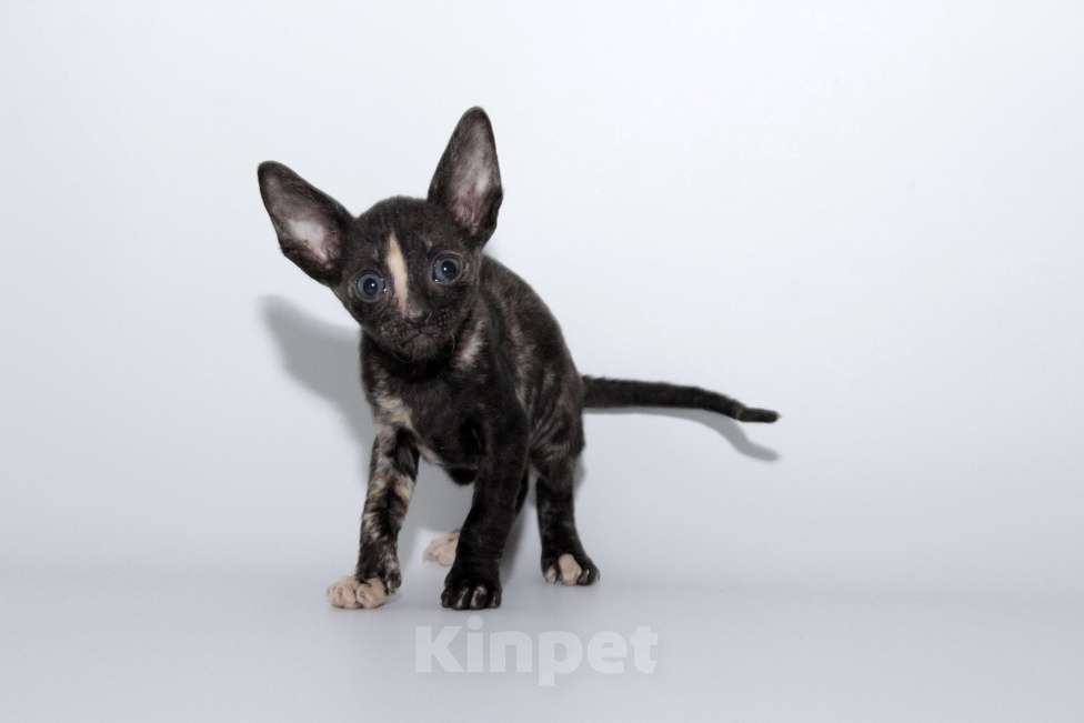 Кошки в Москве: малыши к резервированию. питомник Корнелита Девочка, 70 000 руб. - фото 2