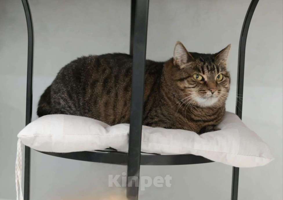 Кошки в Москве: Ева ищет семью  Девочка, Бесплатно - фото 4