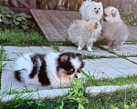 Собаки в Нижнем Новгороде: щенок померанского шпица Мальчик, Бесплатно - фото 2