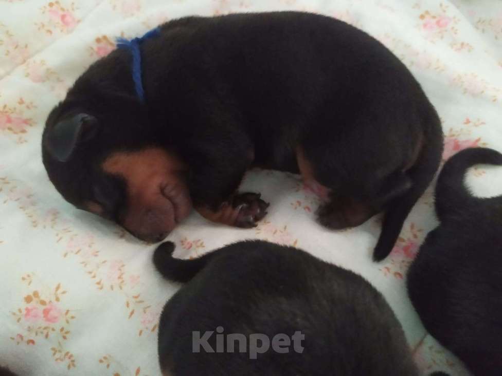 Собаки в Санкт-Петербурге: Щенки цвергпинчер Мальчик, 21 000 руб. - фото 3