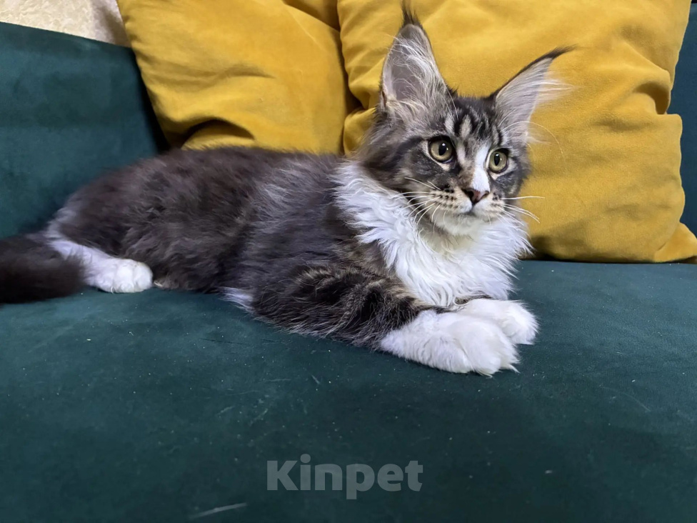 Кошки в Пятигорске: Котенок Мейн-кун Девочка, 30 000 руб. - фото 2