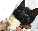 Кошки в Кемерово: Отдам очаровательного котёнка в добрые руки Девочка, Бесплатно - фото 3