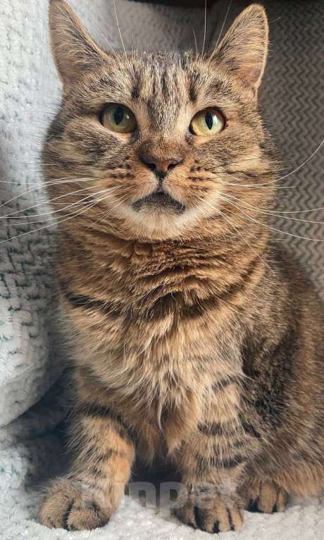 Кошки в Москве: Дарина ищет дом Девочка, Бесплатно - фото 2