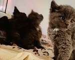 Кошки в Липецке: Отдаю котят в добрые руки Разнополые, Бесплатно - фото 2