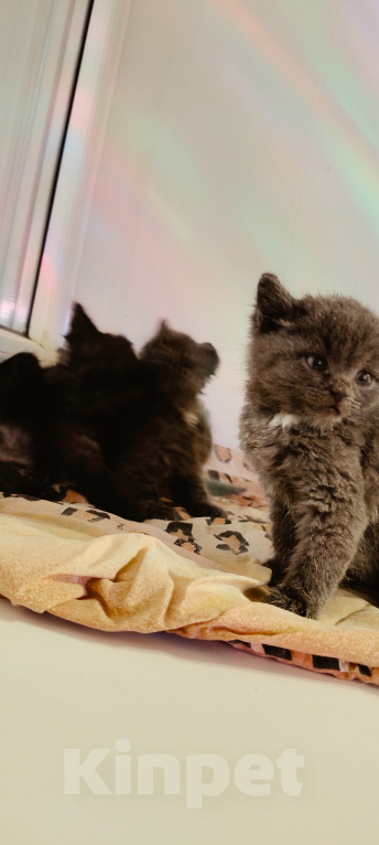 Кошки в Липецке: Отдаю котят в добрые руки Разнополые, Бесплатно - фото 2