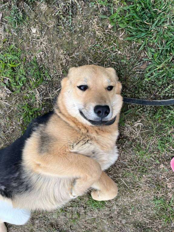 Собаки в Москве: Вики, собака-улыбака Девочка, Бесплатно - фото 5