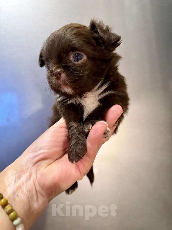 Собаки в Ростове-на-Дону: Мальчик чихуахуа Мальчик, 35 000 руб. - фото 4