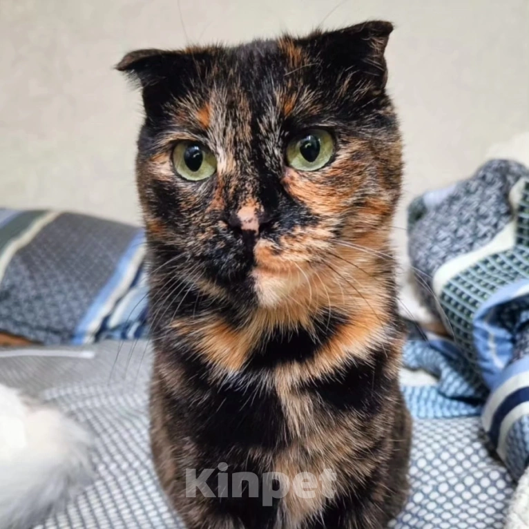 Кошки в Москве: Кошечка Счастье Девочка, Бесплатно - фото 2