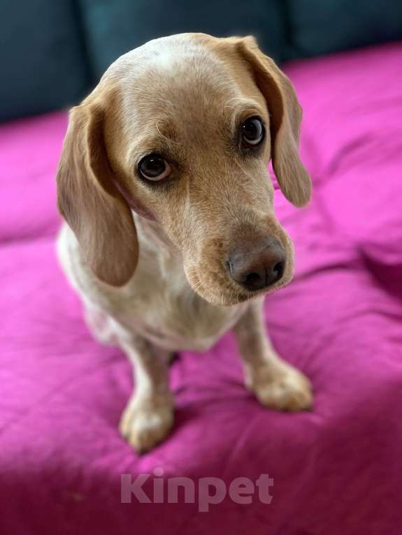 Собаки в Анапе: Взрослая собака в добрые руки Девочка, Бесплатно - фото 3