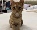 Кошки в Москве: Котенок 4 месяца Мальчик, Бесплатно - фото 2
