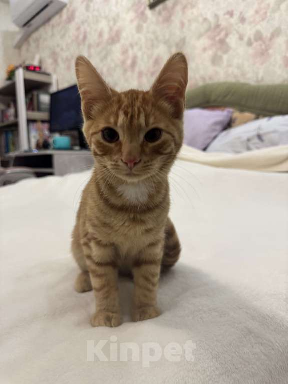 Кошки в Москве: Котенок 4 месяца Мальчик, Бесплатно - фото 2