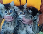 Кошки в Ялте: Особенные пушистые котятки Девочка, 3 руб. - фото 1