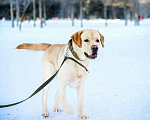 Собаки в Новосибирске: Вязка, 1 000 руб. - фото 4