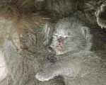 Кошки в Наро-Фоминске: Вязка, Шотландский кот, 2 600 руб. - фото 5