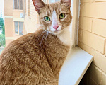 Кошки в Реутове: Ищет дом рыжая кошечка Ириска. Девочка, Бесплатно - фото 1