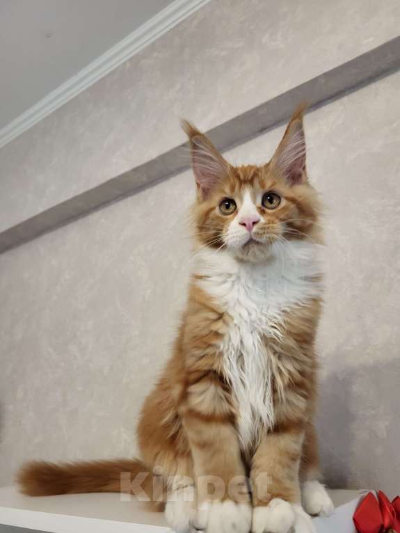 Кошки в Омске: Продаётся котенок мейн- кун Девочка, 60 000 руб. - фото 3