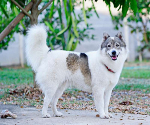 Тайский бангкэу Тайский бангкэу