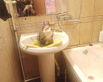 Кошки в Санкт-Петербурге: Кошка-котёнок-собака Варя с сюрпризом Девочка, 500 руб. - фото 5