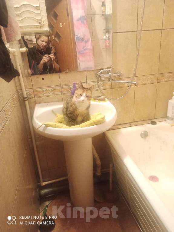 Кошки в Санкт-Петербурге: Кошка-котёнок-собака Варя с сюрпризом Девочка, 500 руб. - фото 5