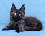 Кошки в Видном: Мейн-кун чёрная пантерочка Девочка, 60 000 руб. - фото 5