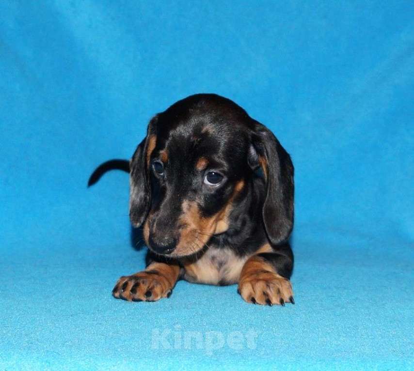 Собаки в Иваново: Такса стандартная г-ш. РКФ Мальчик, Бесплатно - фото 8