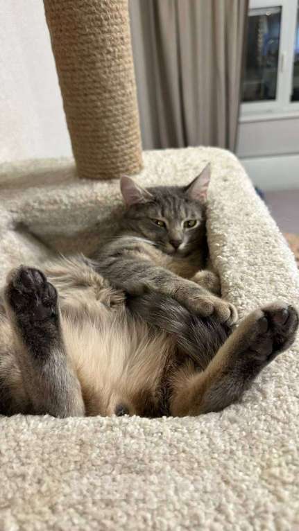 Кошки в Москве: Малыш ищет постоянный дом Мальчик, Бесплатно - фото 2