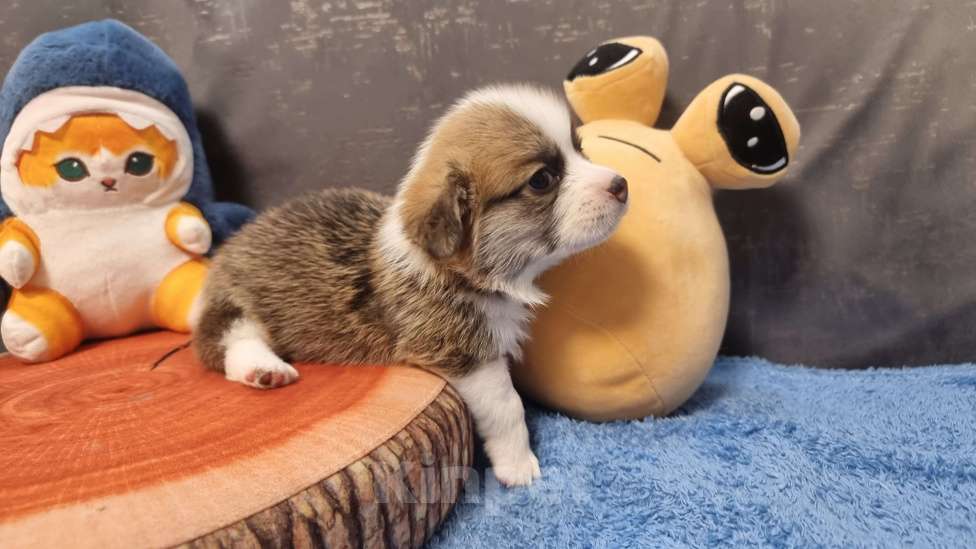 Собаки в Москве: Элитный щенок Девочка, 75 000 руб. - фото 5