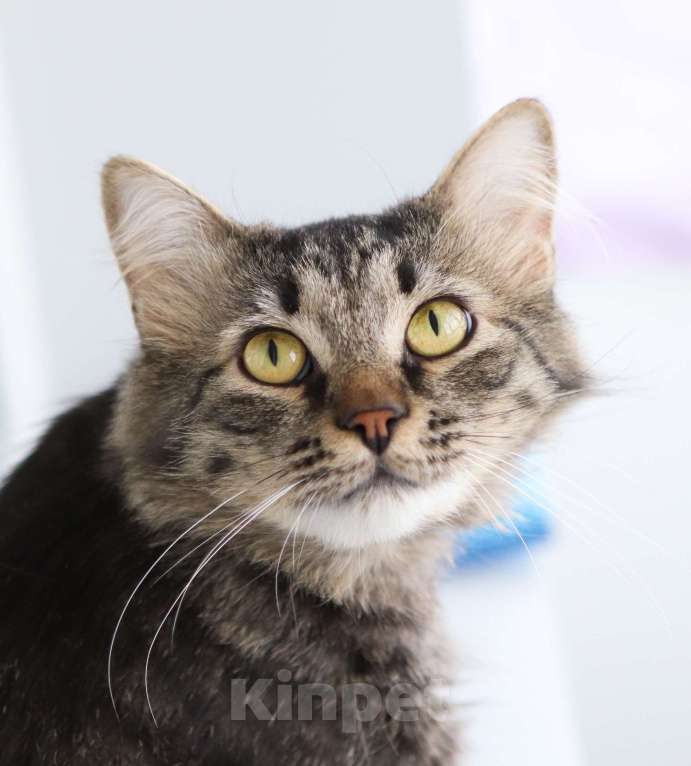 Кошки в Химках: Пушок и Сёма ищут дом Мальчик, Бесплатно - фото 2