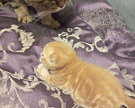 Кошки в Челябинске: Вислоухий котенок – истинный Мандарин! 🍊🐾 Мальчик, 5 000 руб. - фото 6