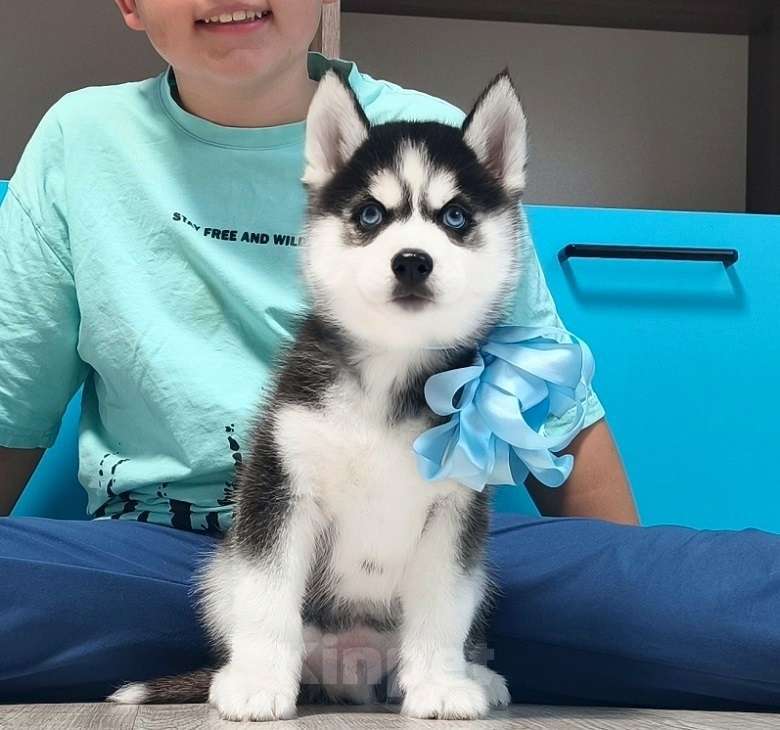 Собаки в Омске: Хаски Щенки Разных окрасов Разнополые, Бесплатно - фото 1