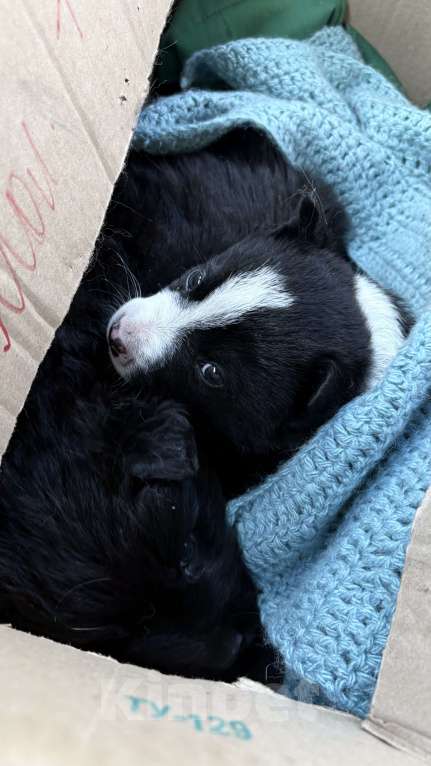 Собаки в Челябинске: Щенки в добрые руки Девочка, Бесплатно - фото 5