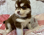 Собаки в Санкт-Петербурге: Щенок Малая Сибирская Собака Хапика Девочка, Бесплатно - фото 2