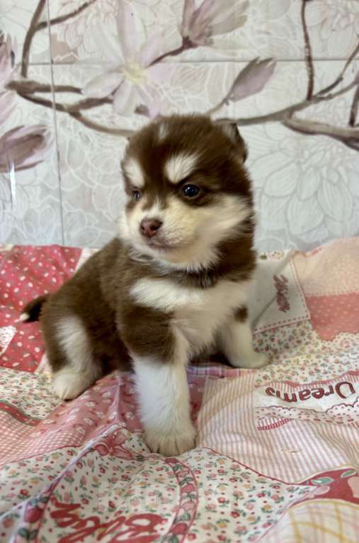 Собаки в Санкт-Петербурге: Щенок Малая Сибирская Собака Хапика Девочка, Бесплатно - фото 2