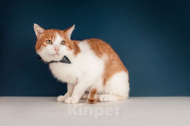 Кошки в Москве: Кот Рыжик — Рыжее солнышко ждет именно Вас Мальчик, Бесплатно - фото 2