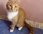 Кошки в Одинцово: Рыжий котенок в добрые руки Девочка, Бесплатно - фото 2