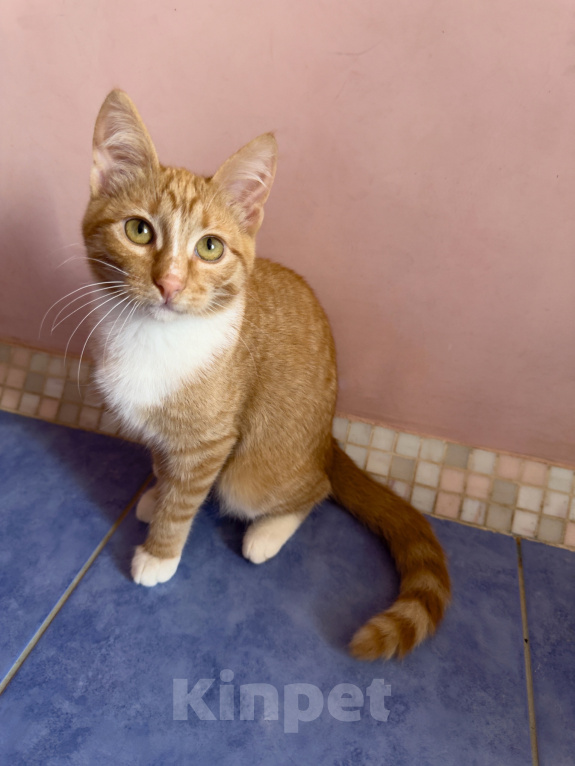 Кошки в Одинцово: Рыжий котенок в добрые руки Девочка, Бесплатно - фото 2