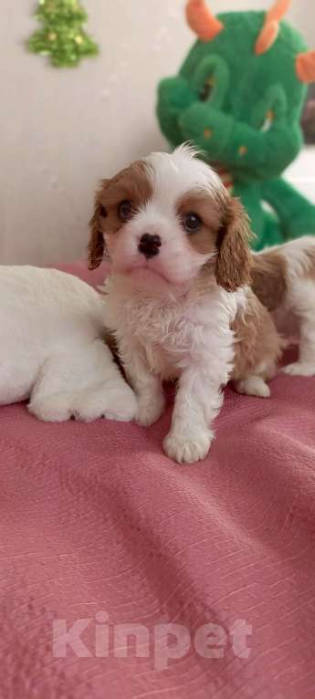 Собаки в Дмитрове: Мальчики кавалер Кинг Чарльз Спаниель Мальчик, 55 000 руб. - фото 2