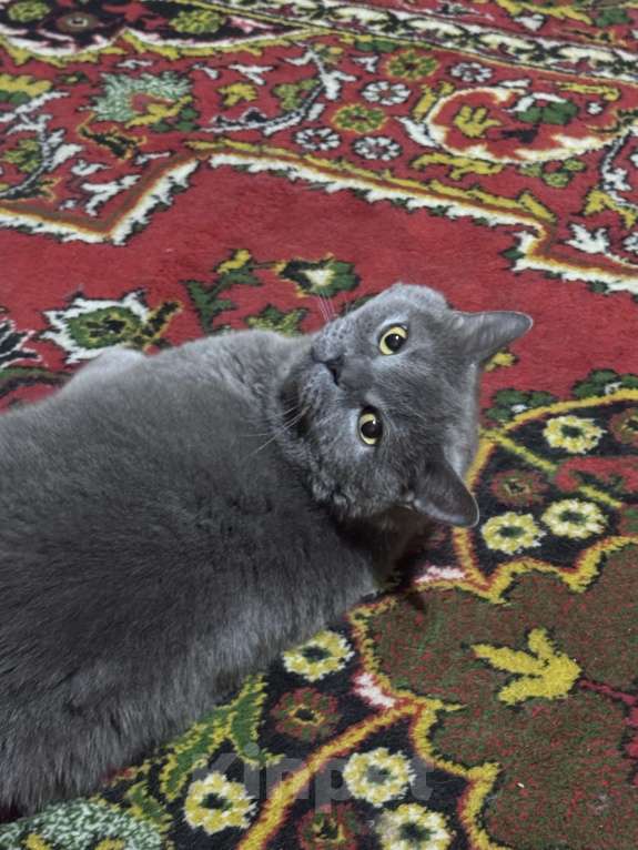 Кошки в Краснодаре: Котик ищет настоящий дом 🐾 Мальчик, Бесплатно - фото 3