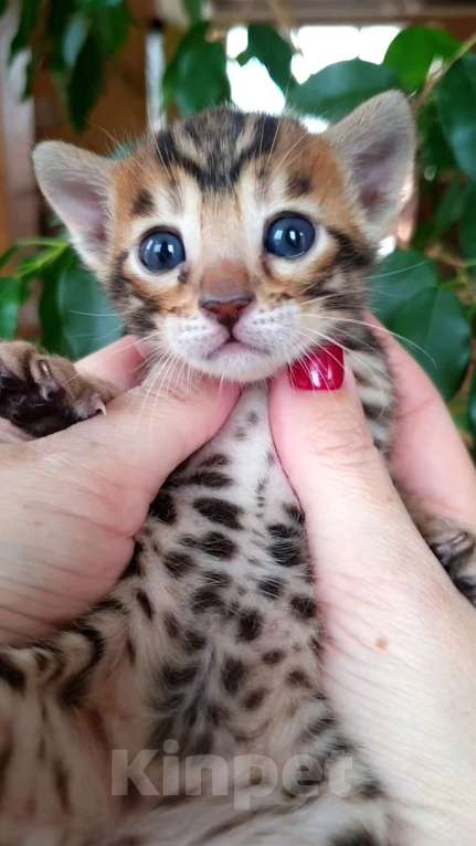 Кошки в Москве: Бенгальская девочка Девочка, 80 000 руб. - фото 2