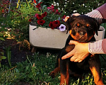 Собаки в Томске: Щенок ротвейлера с родословной Мальчик, 25 000 руб. - фото 2