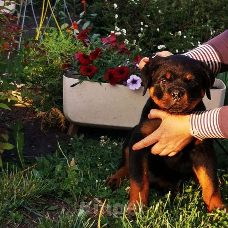 Собаки в Томске: Щенок ротвейлера с родословной Мальчик, 25 000 руб. - фото 2