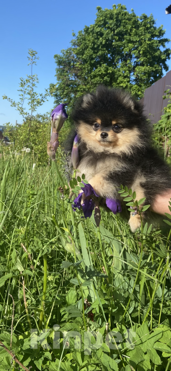 Собаки в Калуге: Продается девочка шпиц Девочка, 30 000 руб. - фото 3