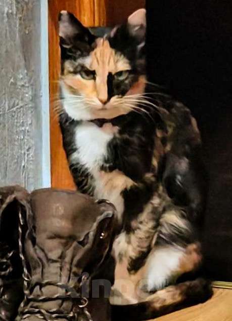 Кошки в Химках: Красавица Люси Девочка, Бесплатно - фото 3