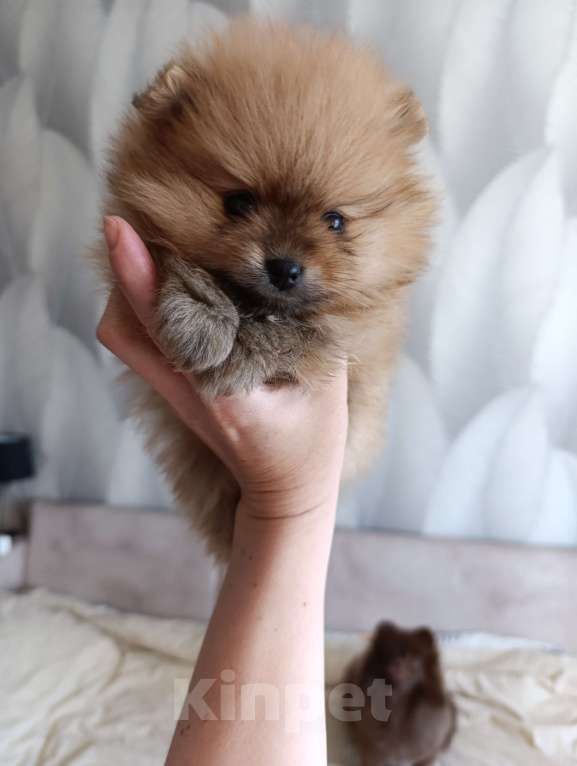 Собаки в Томске: Девочка, кнопочка, рыжулька  Девочка, 40 000 руб. - фото 2