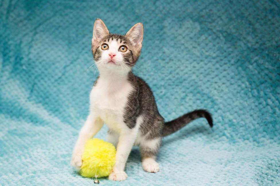 Кошки в Москве: Котенок Месси Мальчик, Бесплатно - фото 4