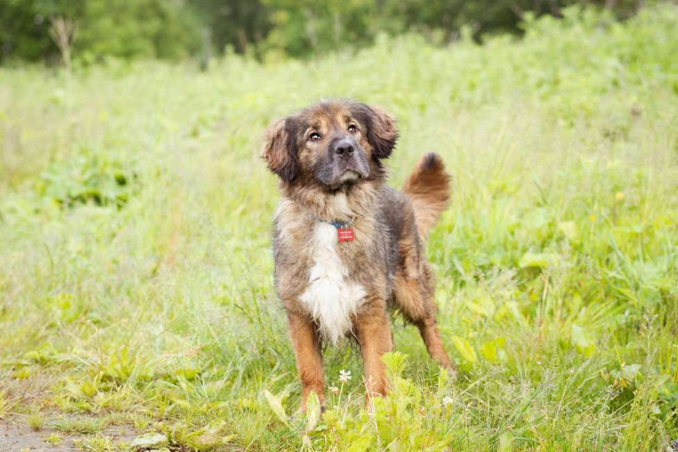 Собаки в Москве: Метис спаниеля в добрые руки, небольшая девочка Девочка, Бесплатно - фото 3