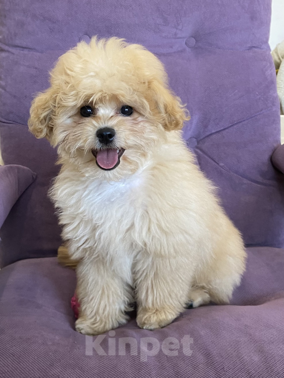 Собаки в Абакане: Мальтипу Мальчик, 60 000 руб. - фото 1