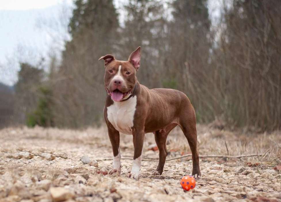 Собаки в Москве: Молодой питбуль шоколадного окраса Кахвэ в добрые руки Девочка, Бесплатно - фото 2